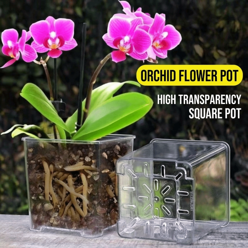 5PCS/Kit Clear Plastic Orchid  - Aloe Vera Pot review and price